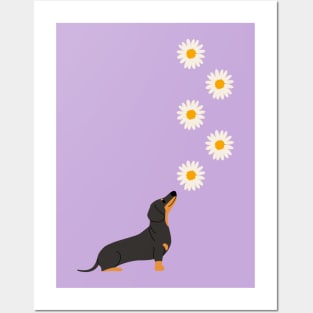 Dachshund Dog with Daisy Flower Posters and Art